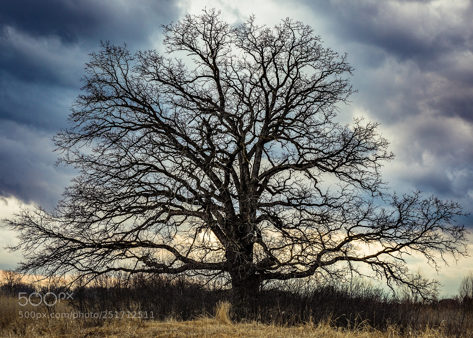 Canon EOS 5D Mark IV sample photo. Tree before the storm photography