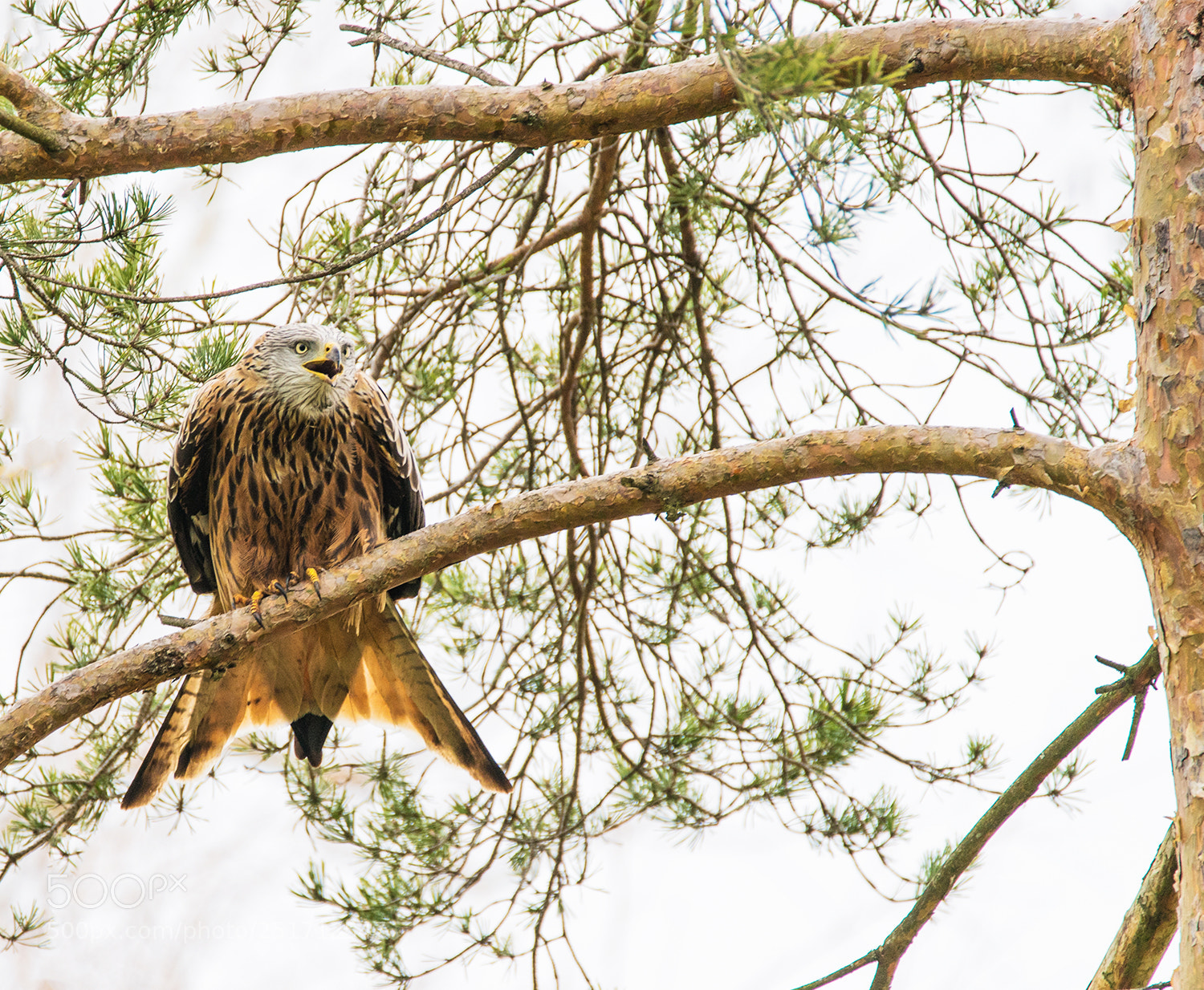 Sony a7R II sample photo. Rotmilan (milvus milvus) photography