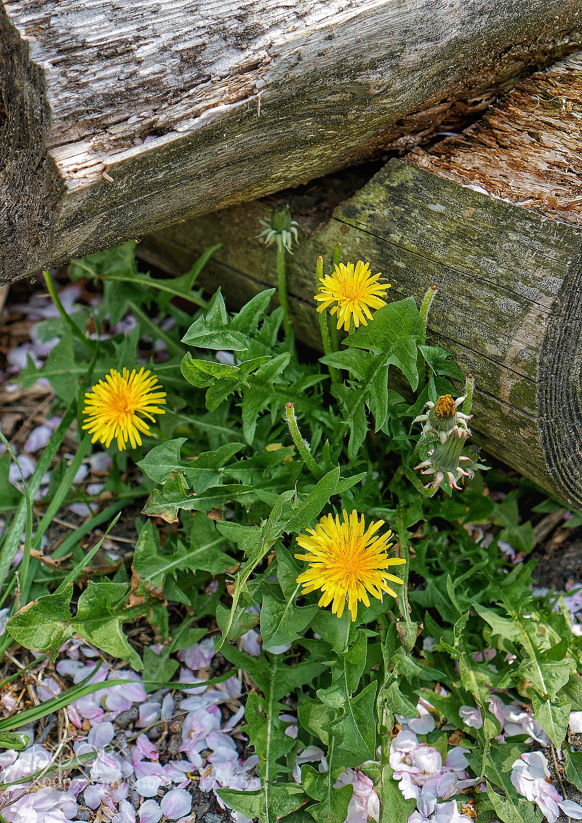 Sony Alpha NEX-5T sample photo. Dandelions and cherry petals photography