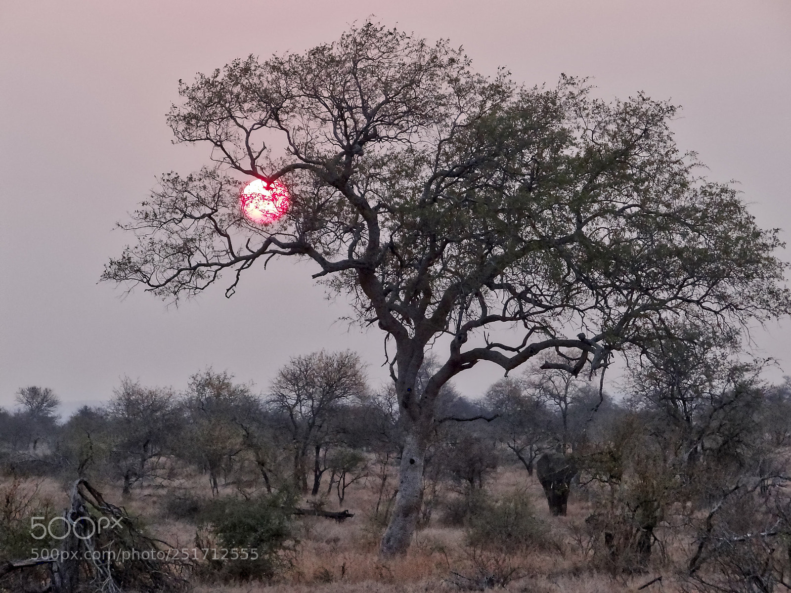 Sony Cyber-shot DSC-HX100V sample photo. Kruger park sunset photography