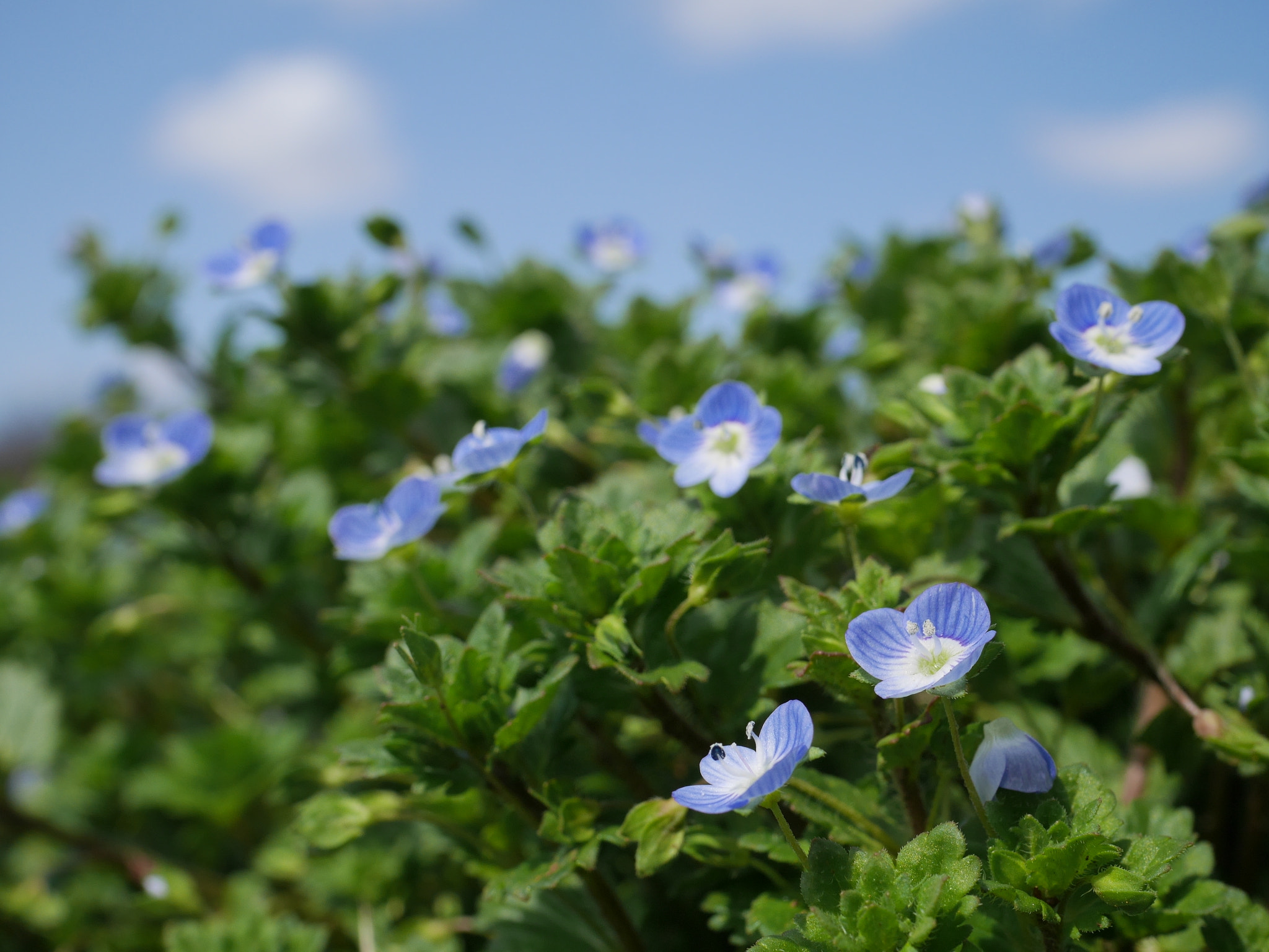 Panasonic Lumix DMC-GF7 sample photo. Blue flowers and blue sky photography