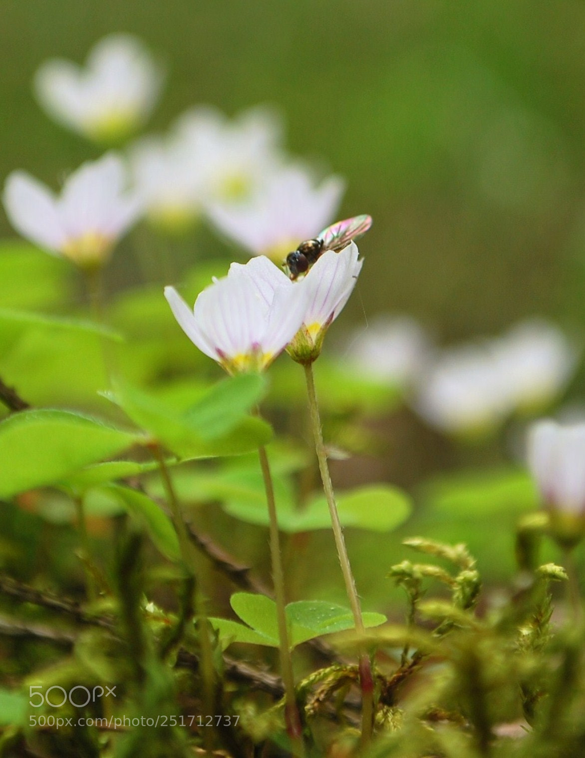 Nikon D60 sample photo. Cf deaba orig photography