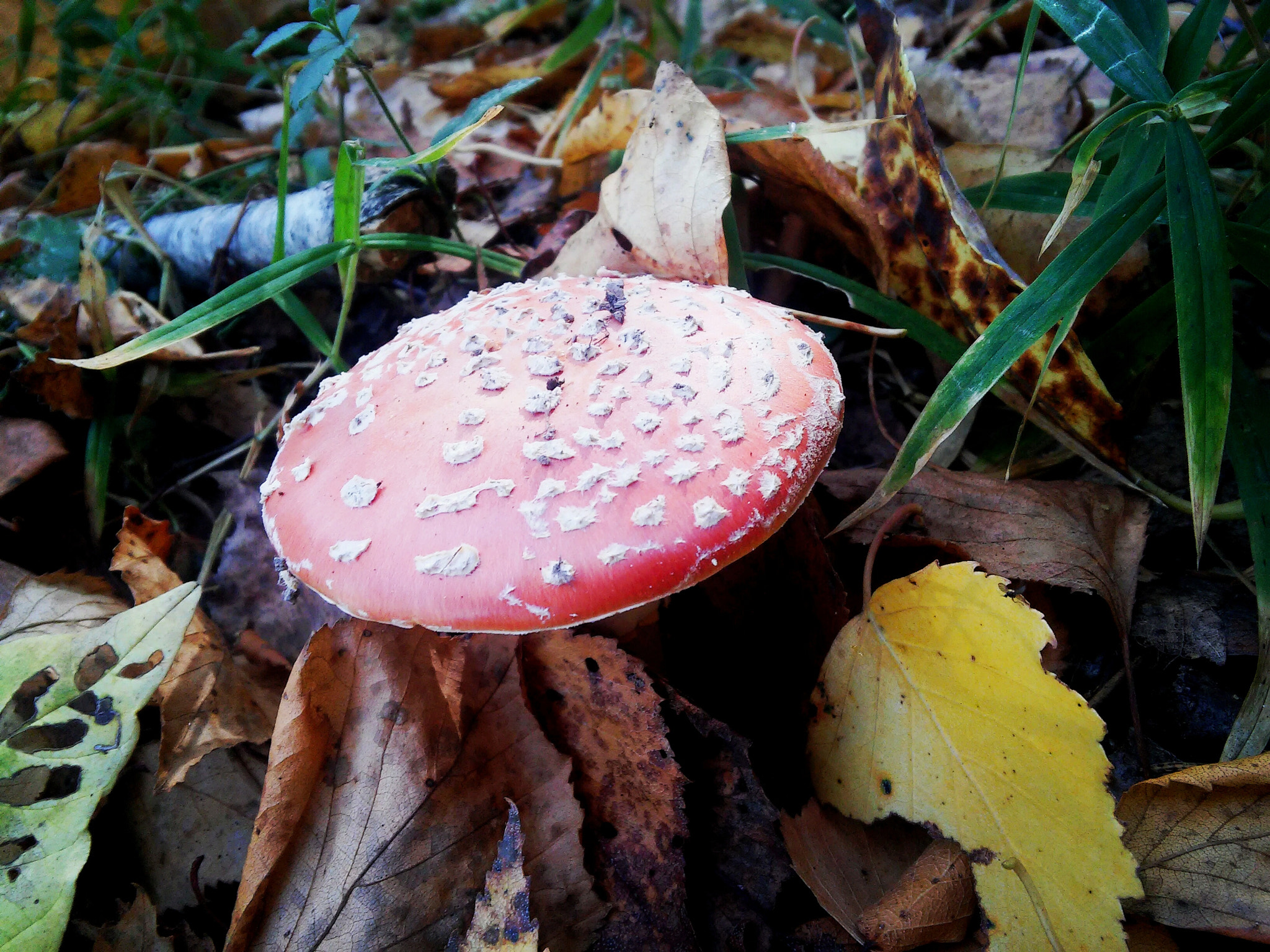 LG G3 S sample photo. Mushroom photography