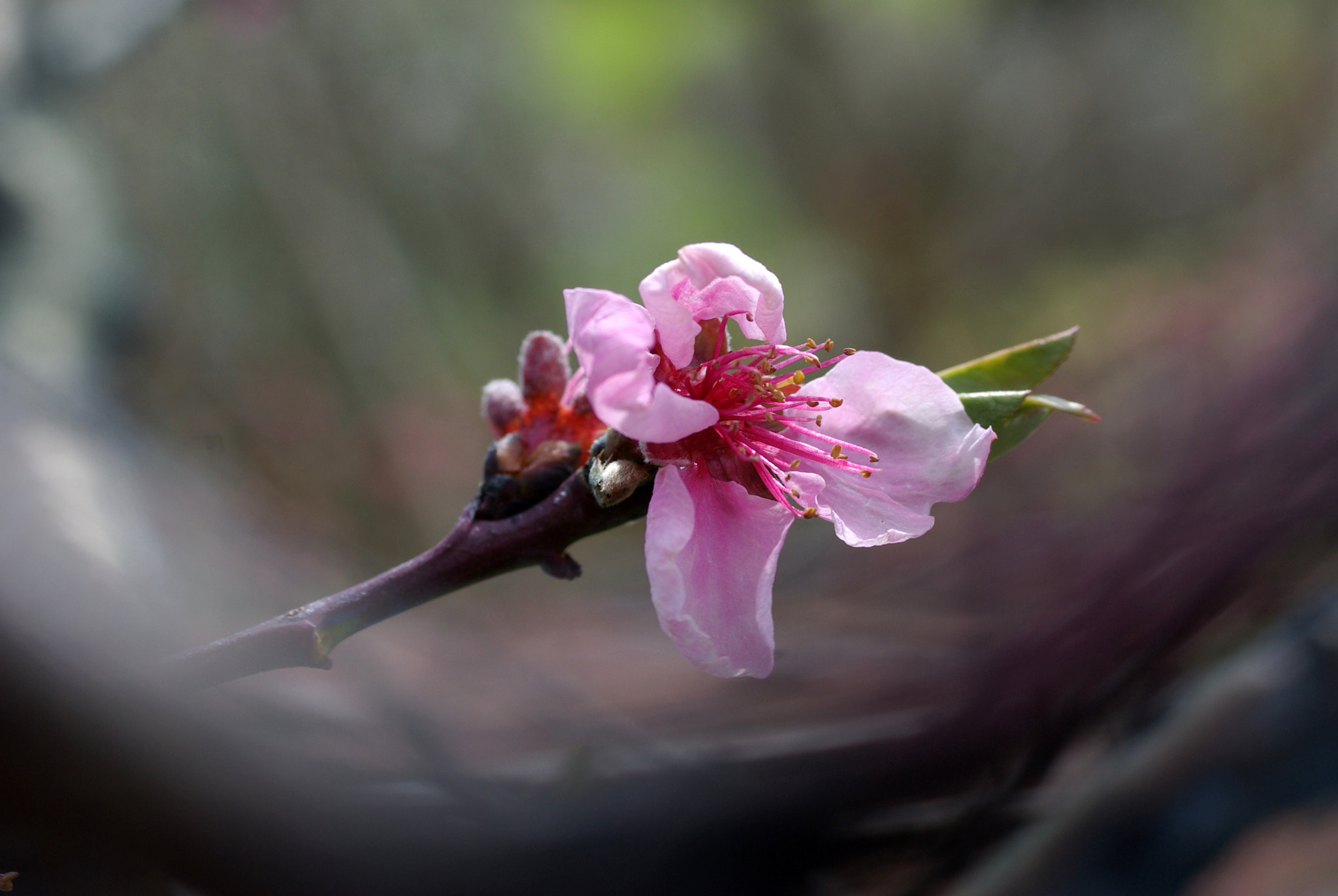 Pentax K10D sample photo. Peach blossom, easter flower photography
