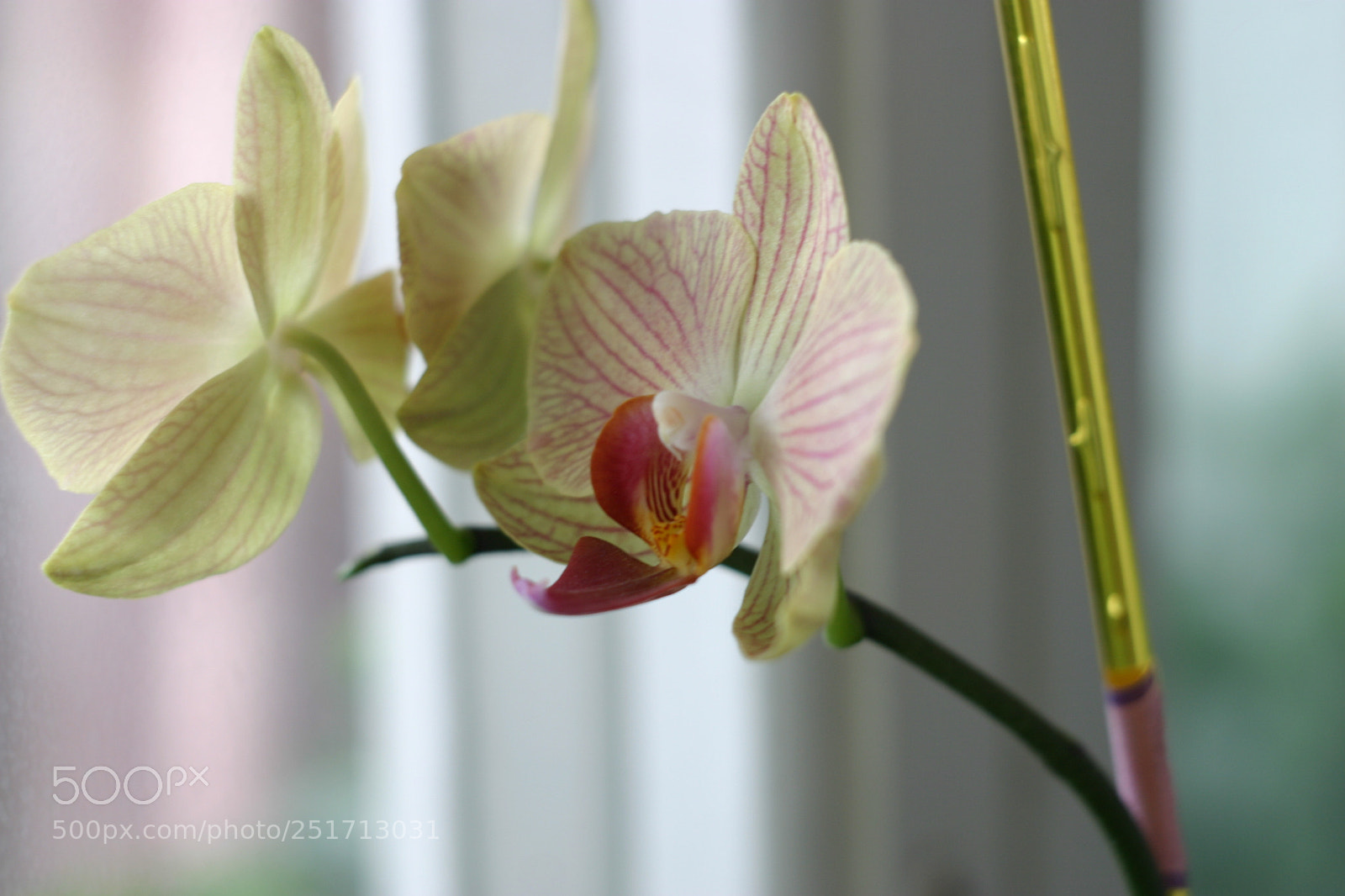 Canon EOS 10D sample photo. Untitled photography