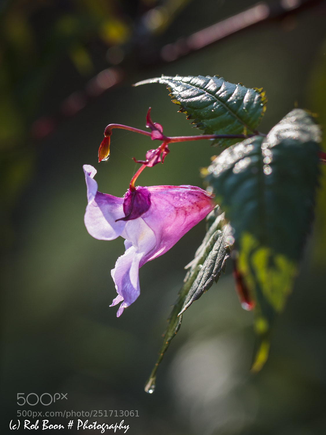 Canon EOS 5D Mark II sample photo. Reuzebalsemien photography