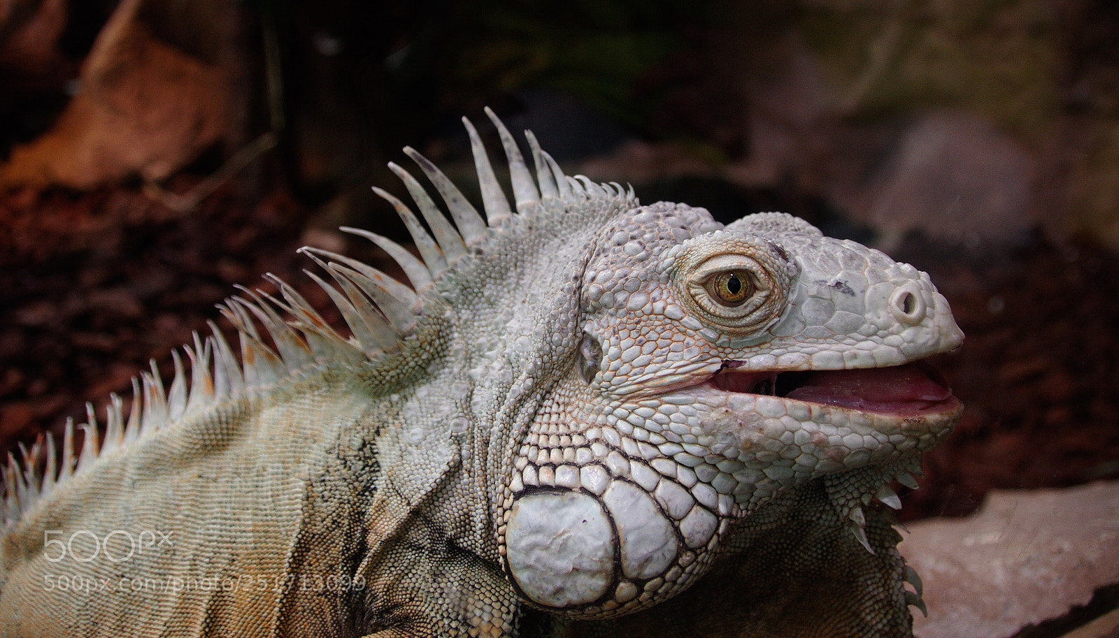 Pentax K-5 II sample photo. Iguana photography