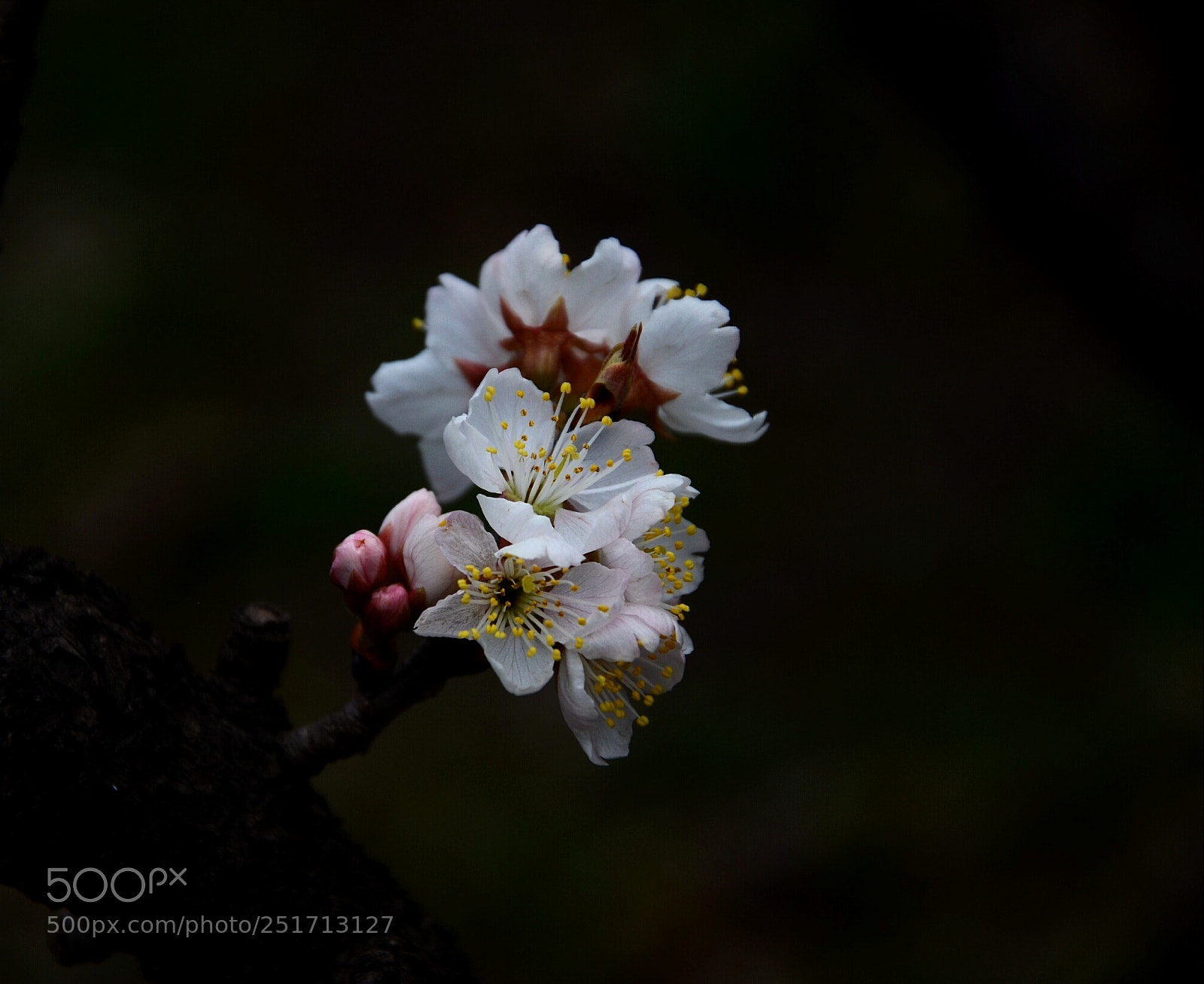 Nikon D7000 sample photo. Spring photography