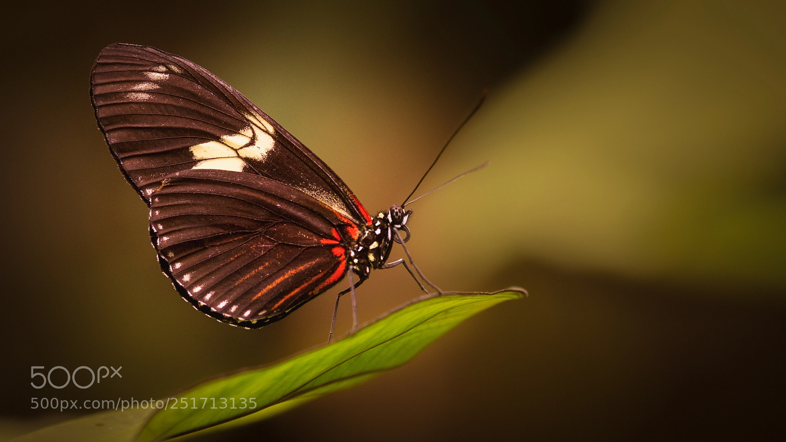 Sony SLT-A58 sample photo. Zebra longwing butterfly photography