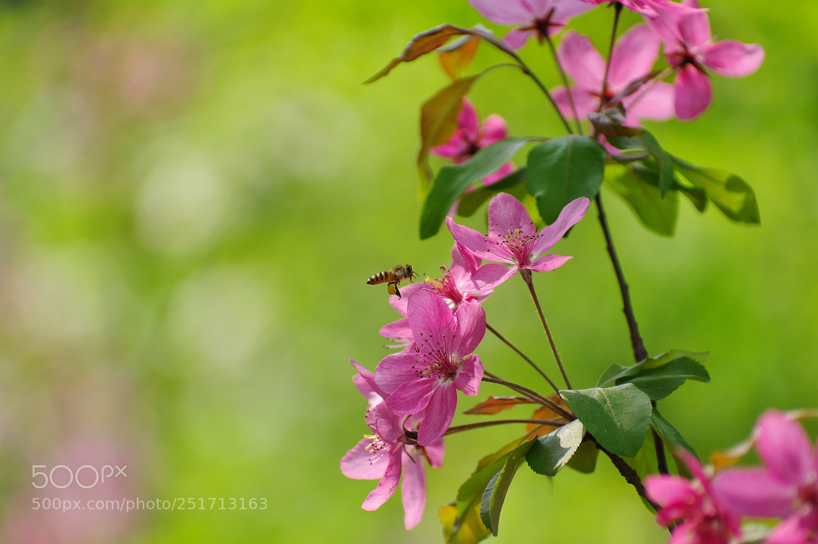 Pentax K-3 II sample photo. Untitled photography