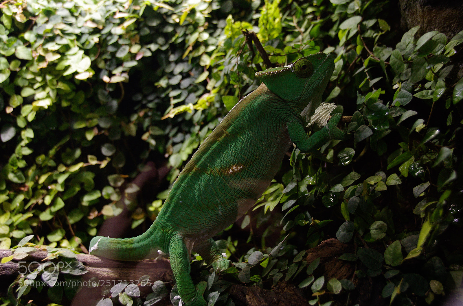 Pentax K-5 II sample photo. Chameleon photography