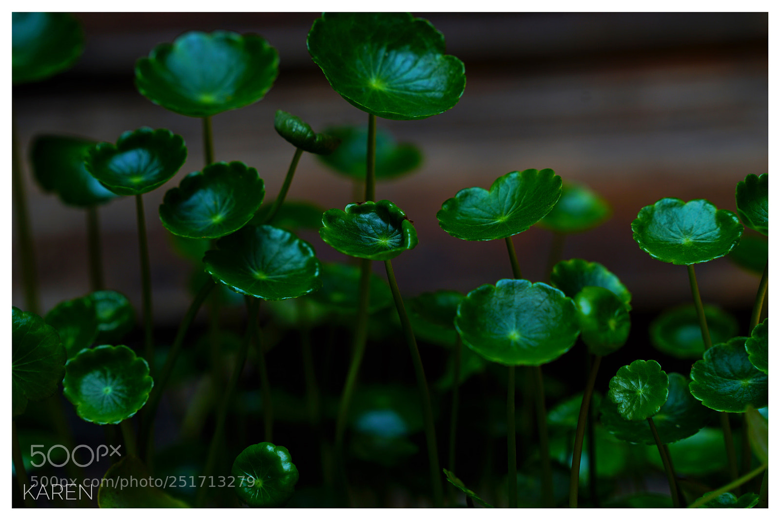 Sony a7R II sample photo. Hydrocotyle vulgaris photography