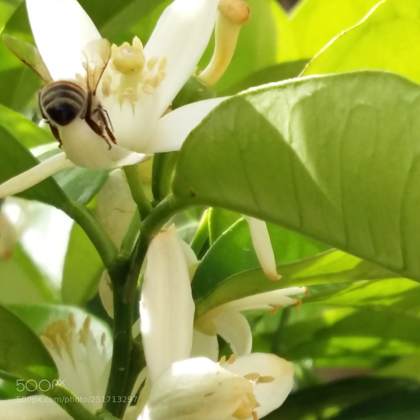 Samsung Galaxy A5 sample photo. Untitled photography