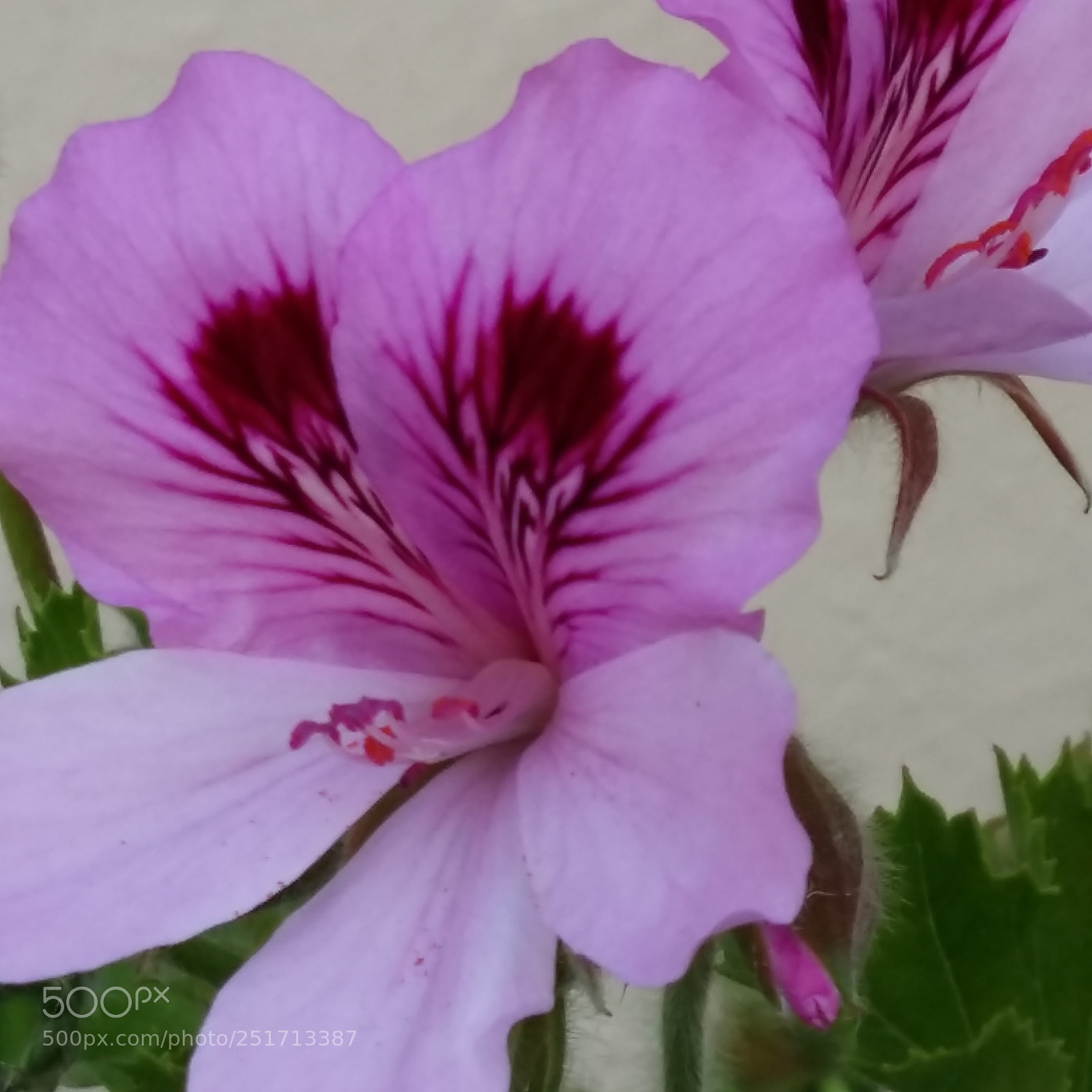 Samsung Galaxy A5 sample photo. Untitled photography