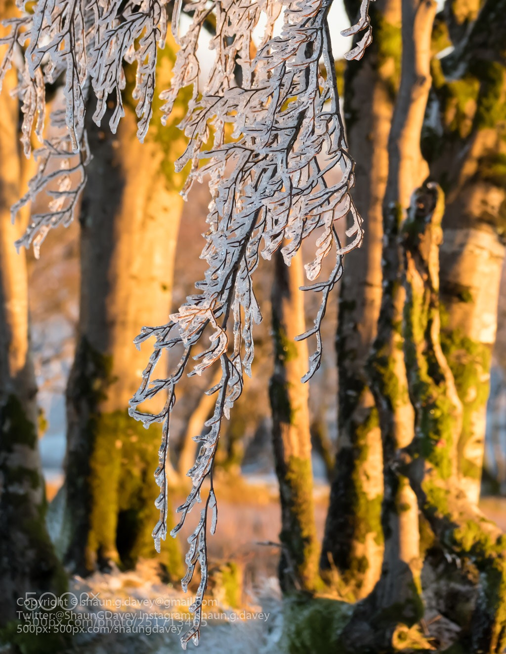 Fujifilm X-T2 sample photo. Ice encrusted trees at photography