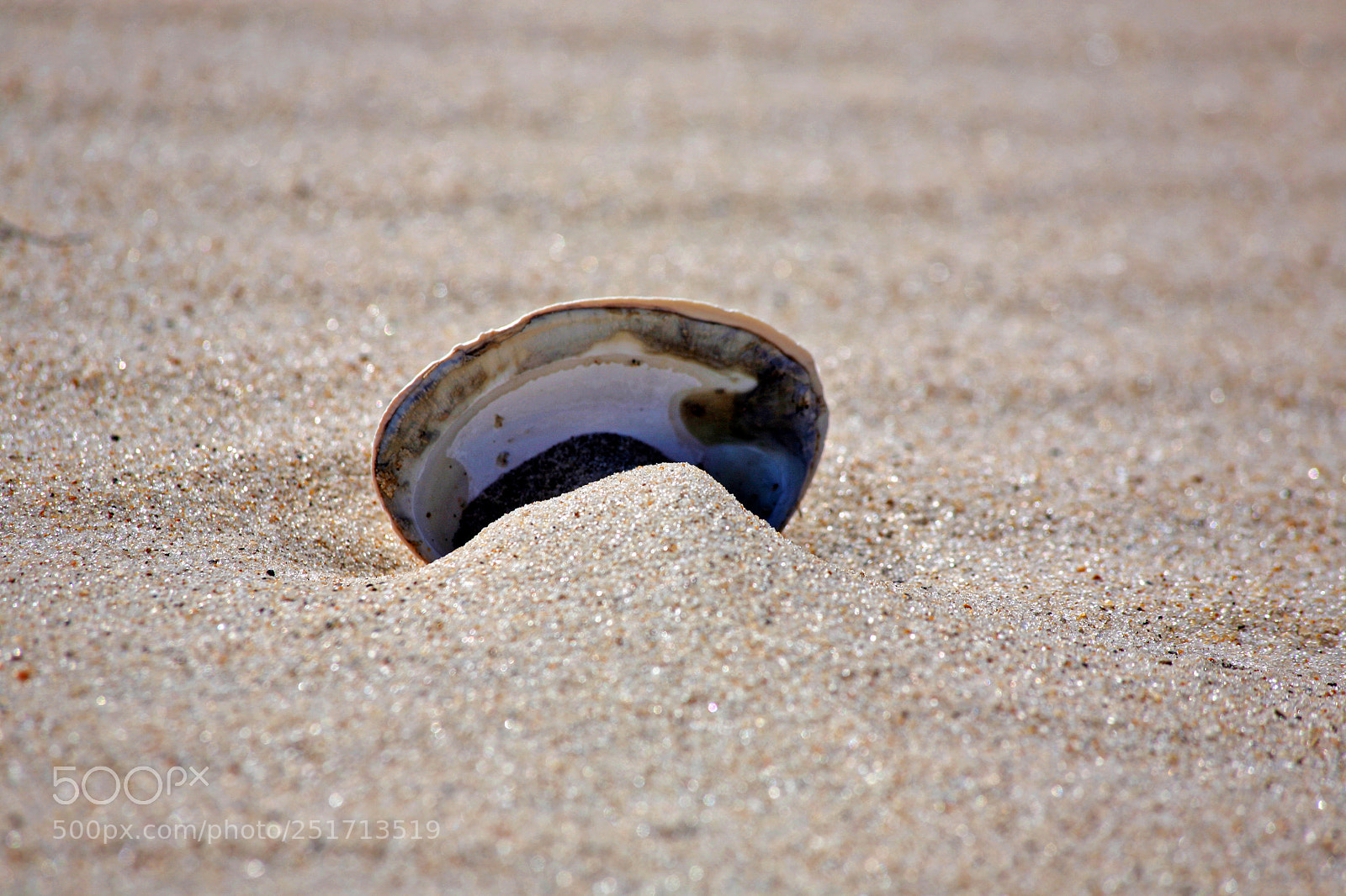 Canon EOS 5D sample photo. Single shell photography