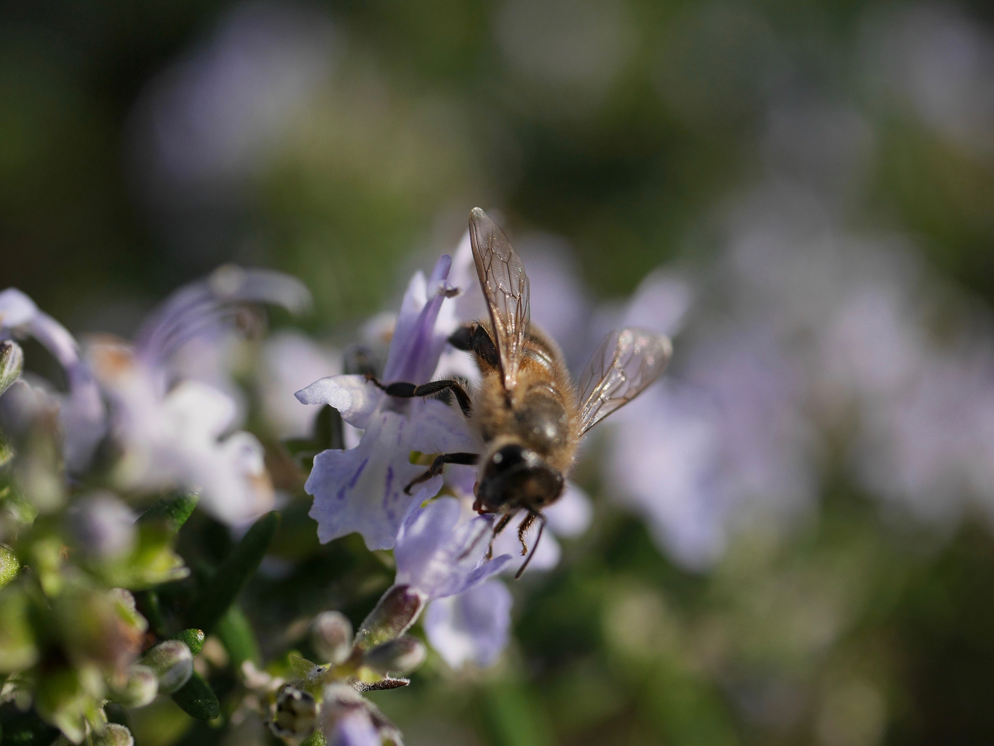 Panasonic Lumix DMC-GF7 sample photo. Rosemary flowers photography