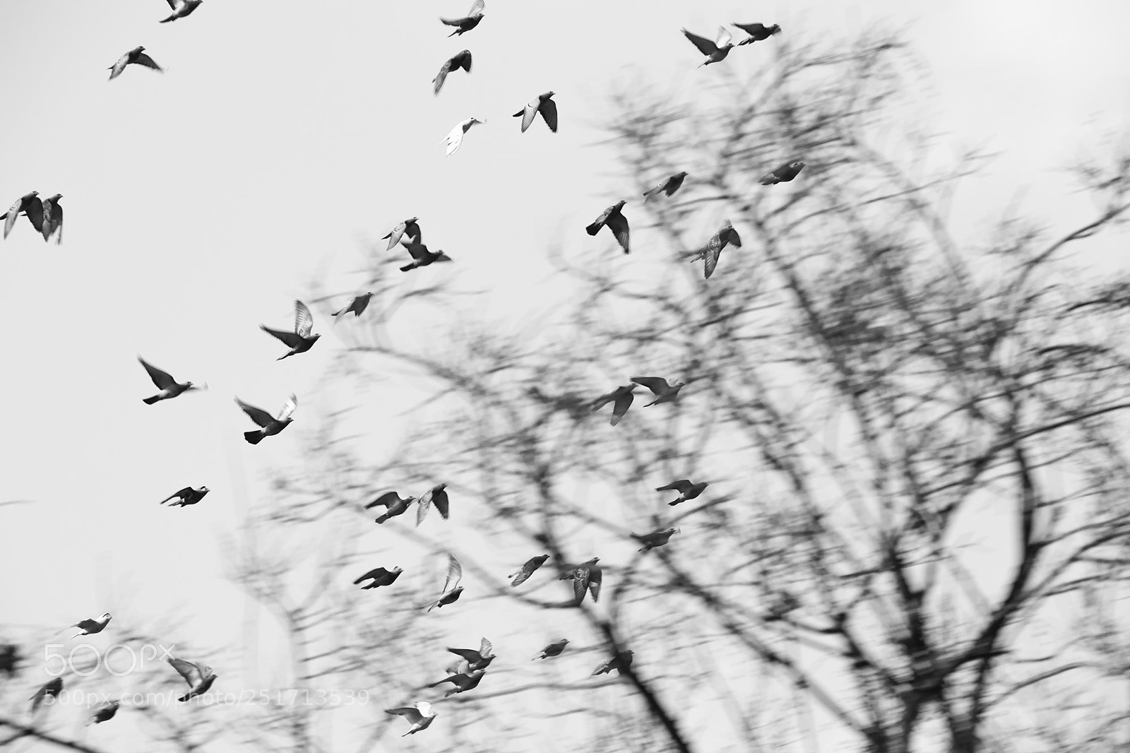 Canon EOS 80D sample photo. Fly away photography