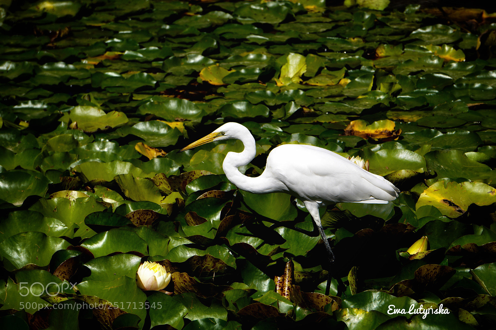 Sony a6000 sample photo. Great egret  photography