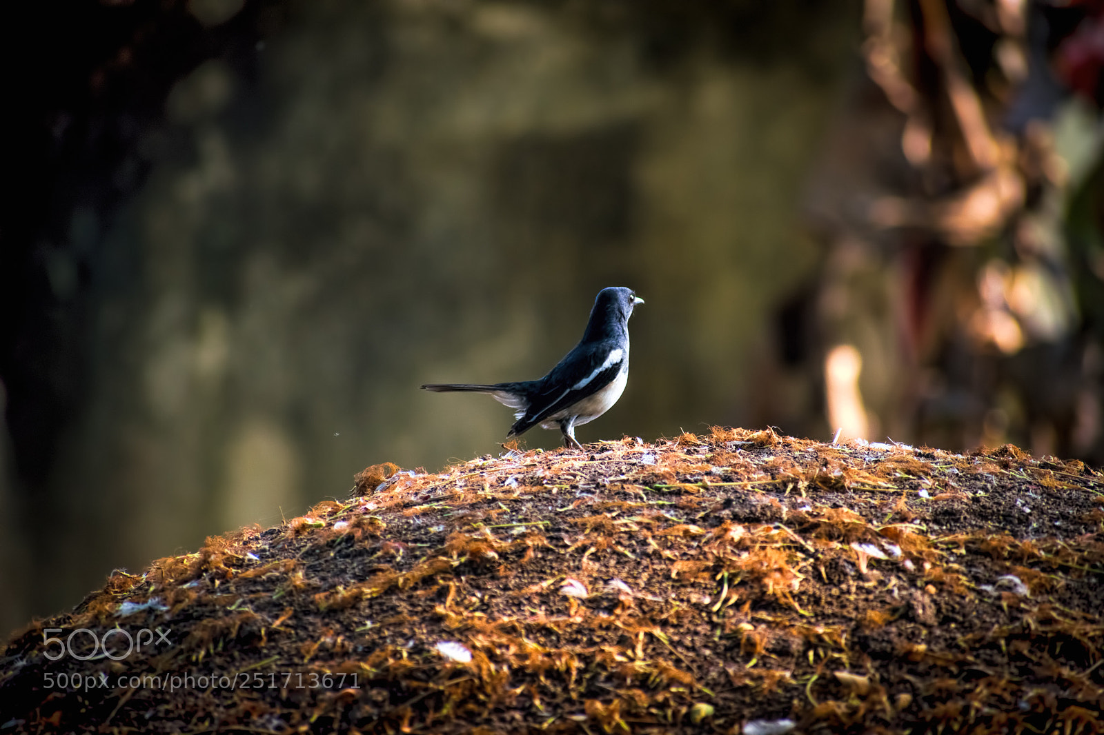 Nikon D5300 sample photo. Magpie robin photography