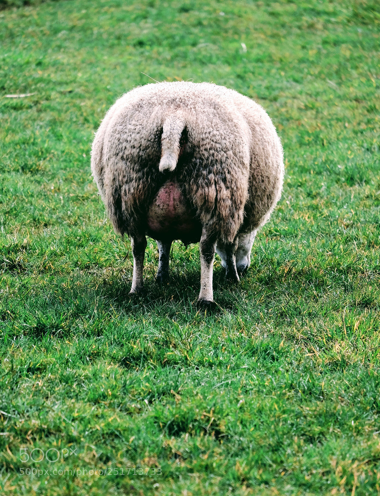 Fujifilm X-T1 sample photo. Sheepy photography