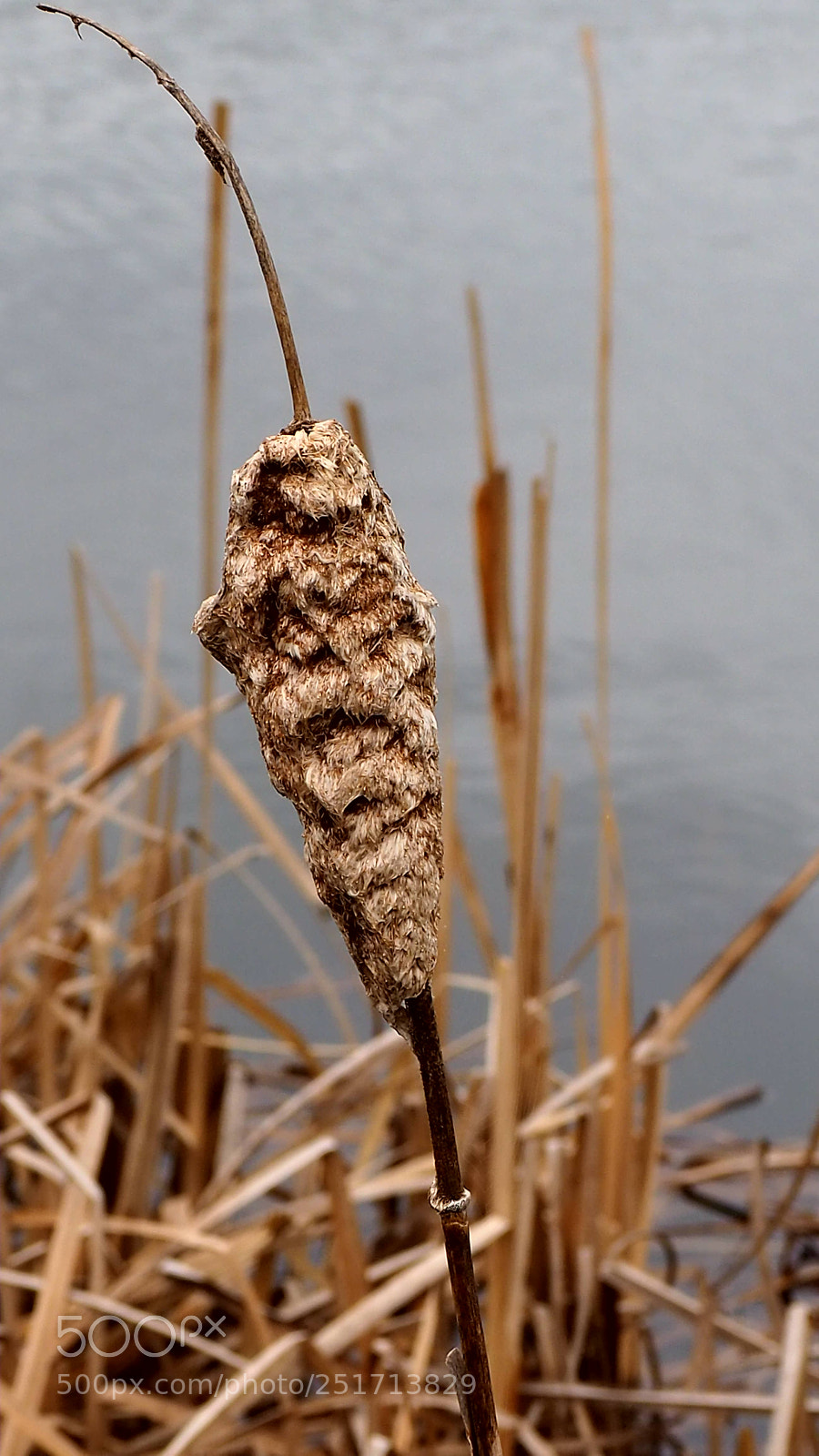 Olympus OM-D E-M10 III sample photo. Soft beauty photography