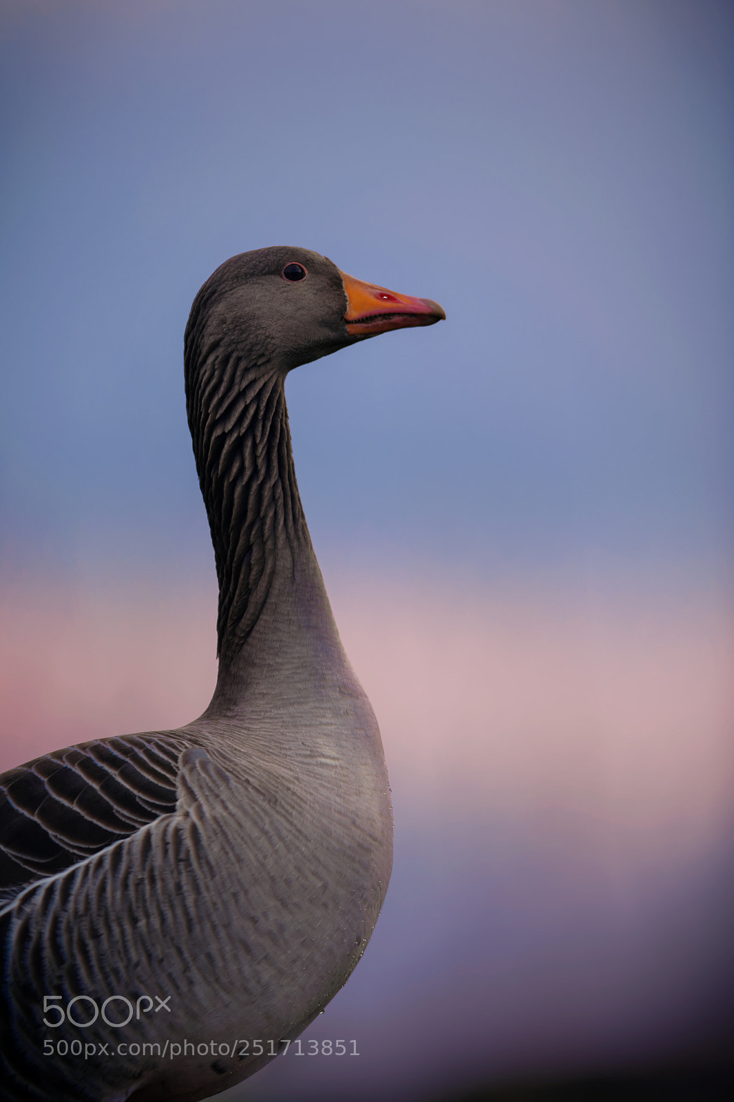 Nikon D850 sample photo. 'waiting' photography