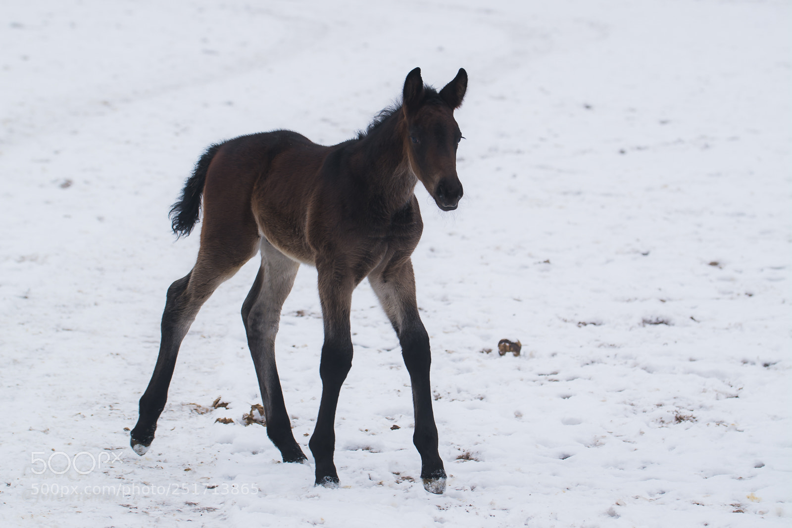 Nikon D7100 sample photo. Foal photography