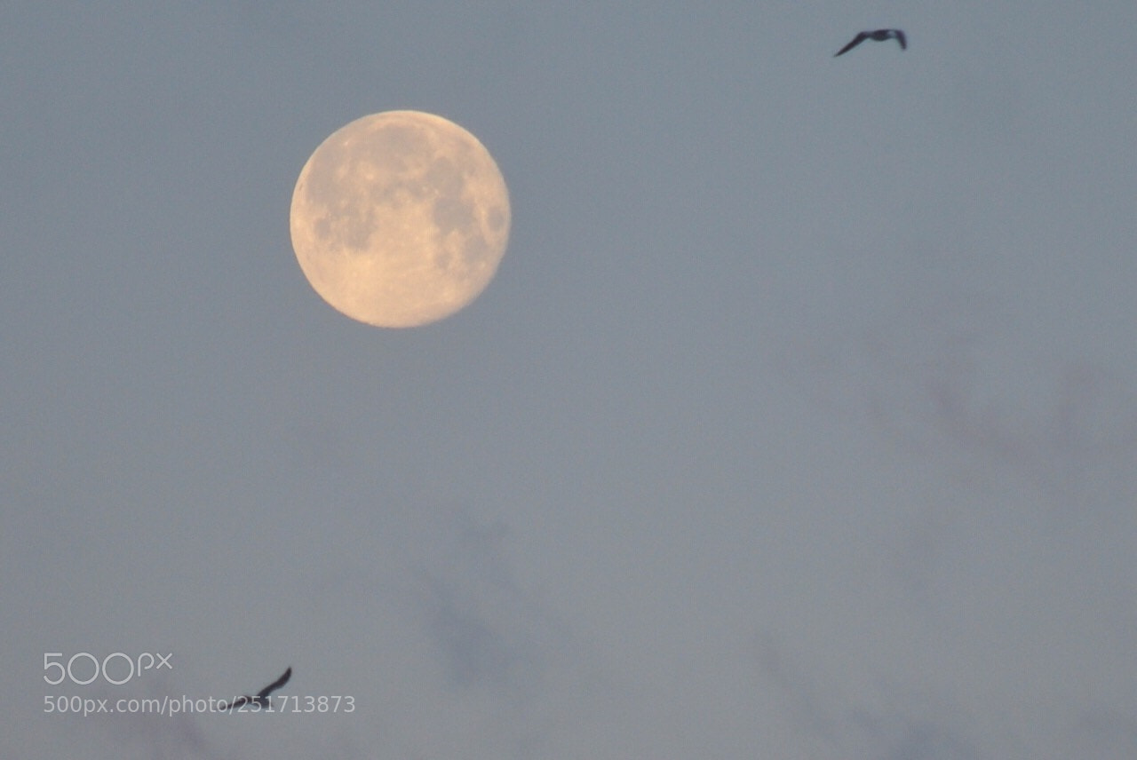 Nikon D5000 sample photo. Setting moon fly-by photography