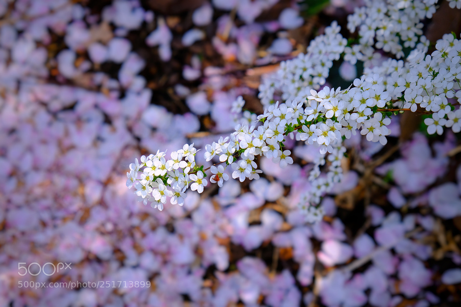 Fujifilm X-T20 sample photo. Yukiyanagi photography