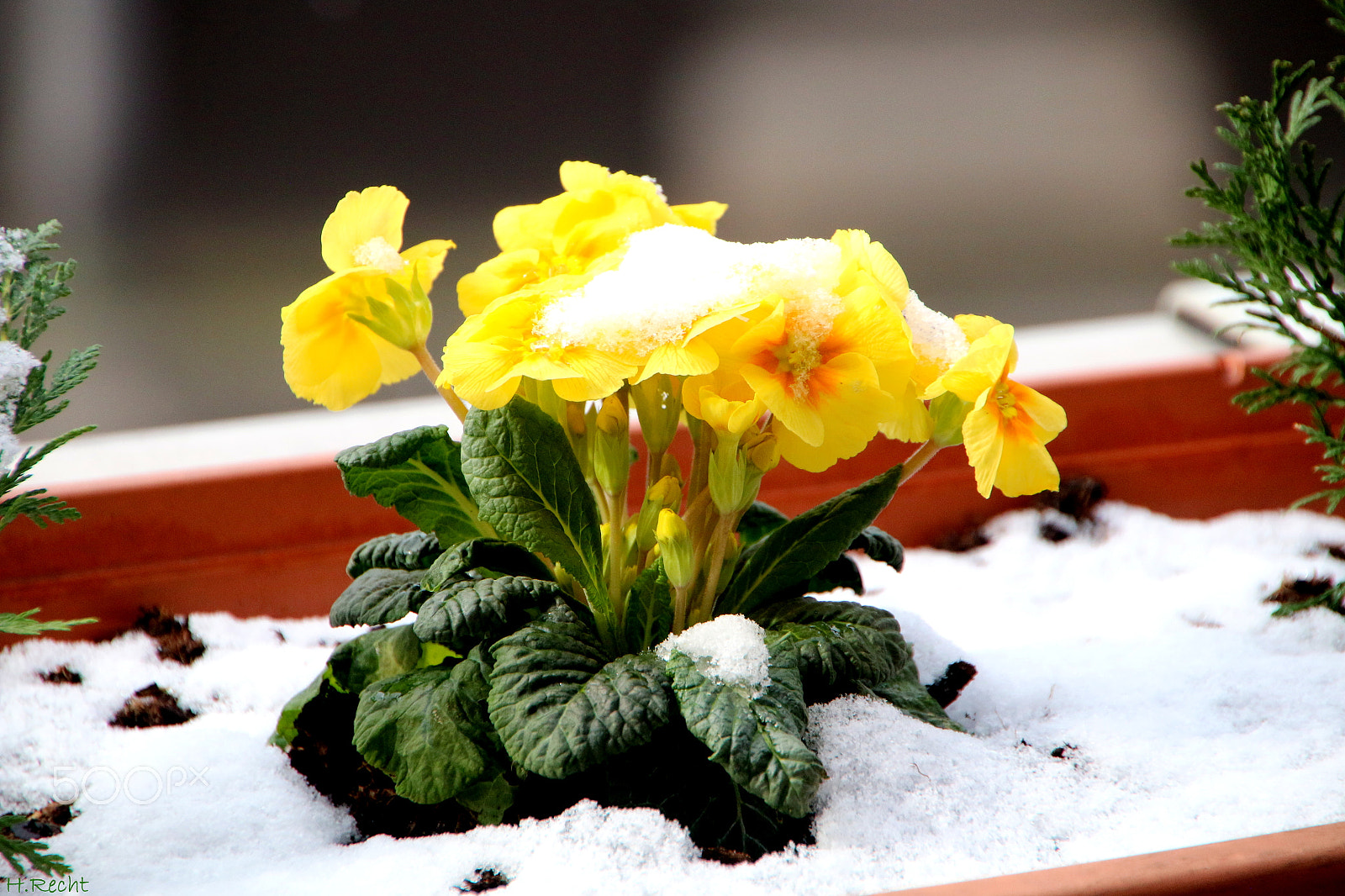 Canon EOS 70D sample photo. Primeln photography