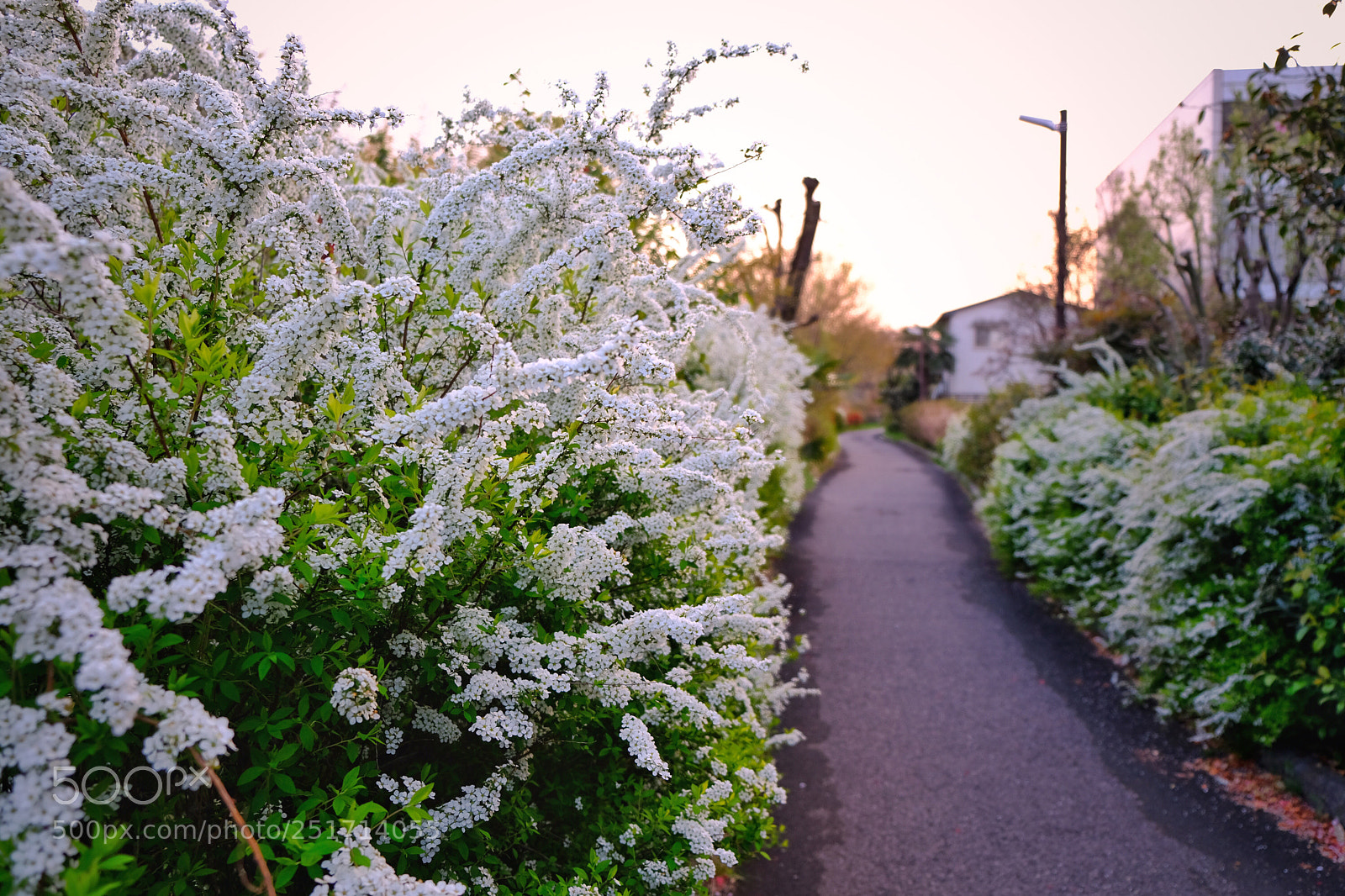 Fujifilm X-T20 sample photo. A small way photography