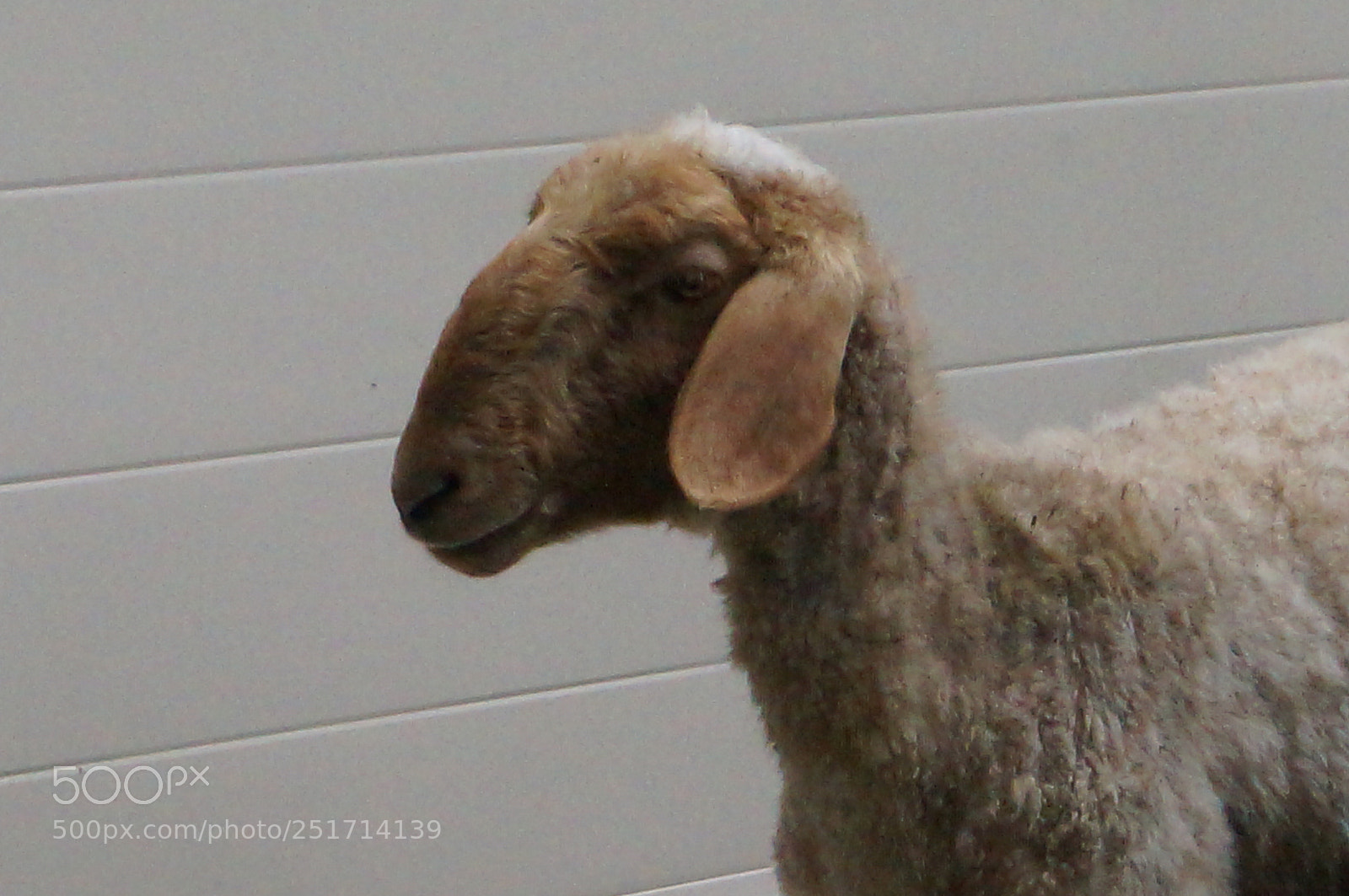 Sony SLT-A57 sample photo. Untitled photography