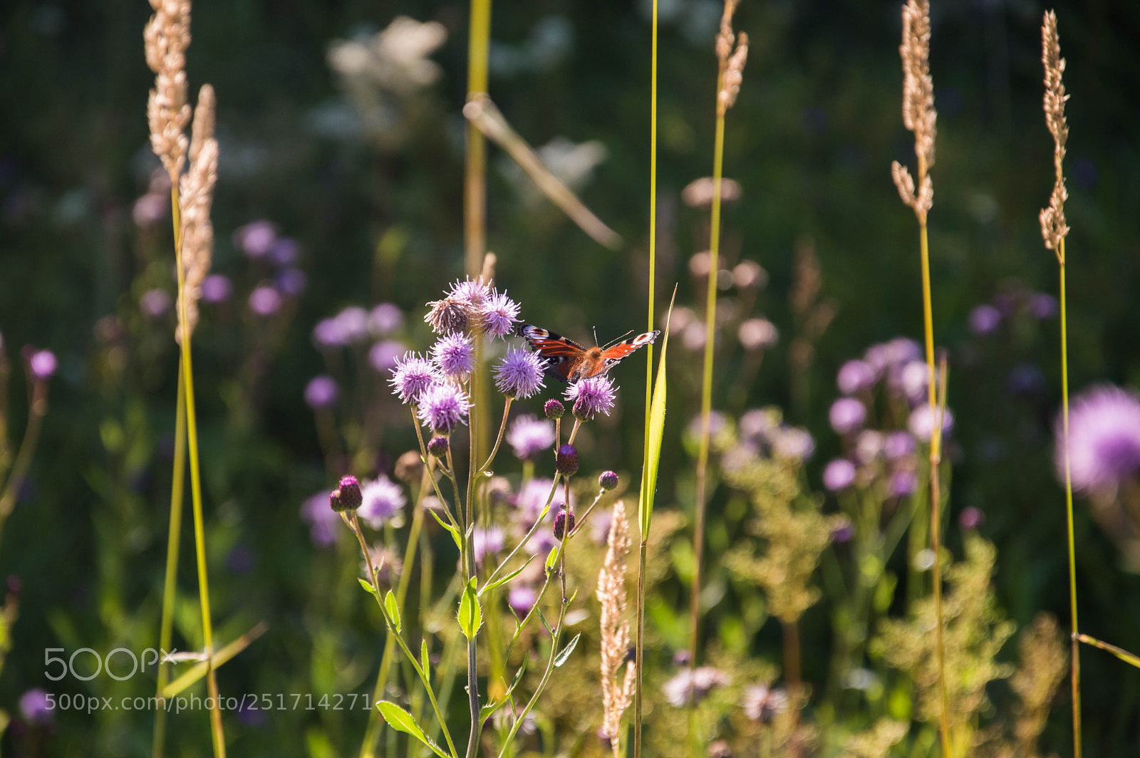 Nikon D3200 sample photo. August photography