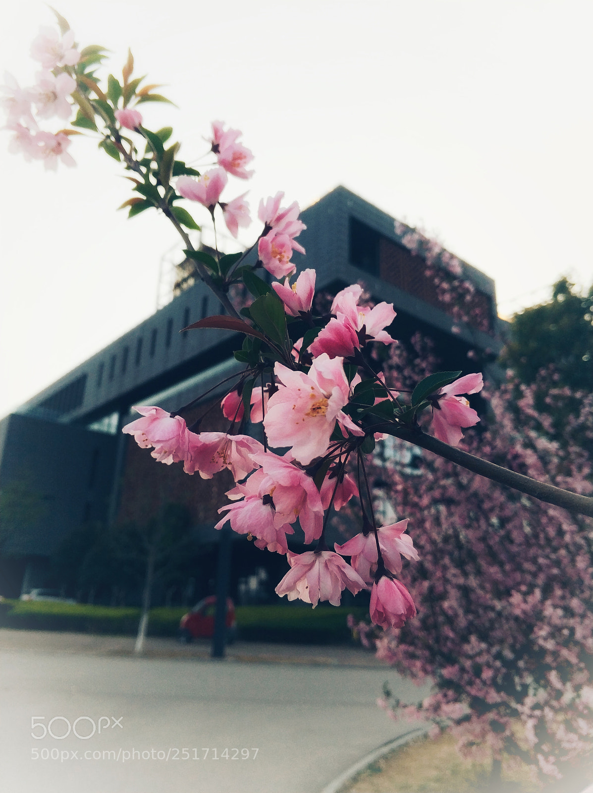 Xiaomi MI6 sample photo. My university photography