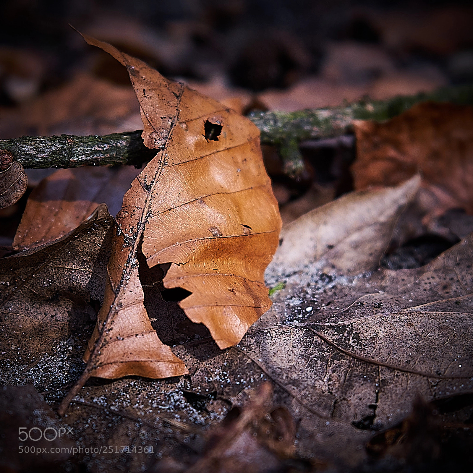 Sony a7 sample photo. Leaves photography