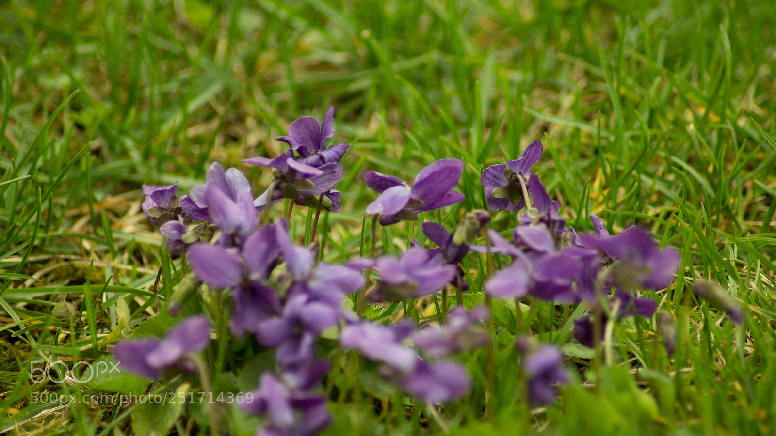 Canon EOS 1100D (EOS Rebel T3 / EOS Kiss X50) sample photo. Violets are blue photography