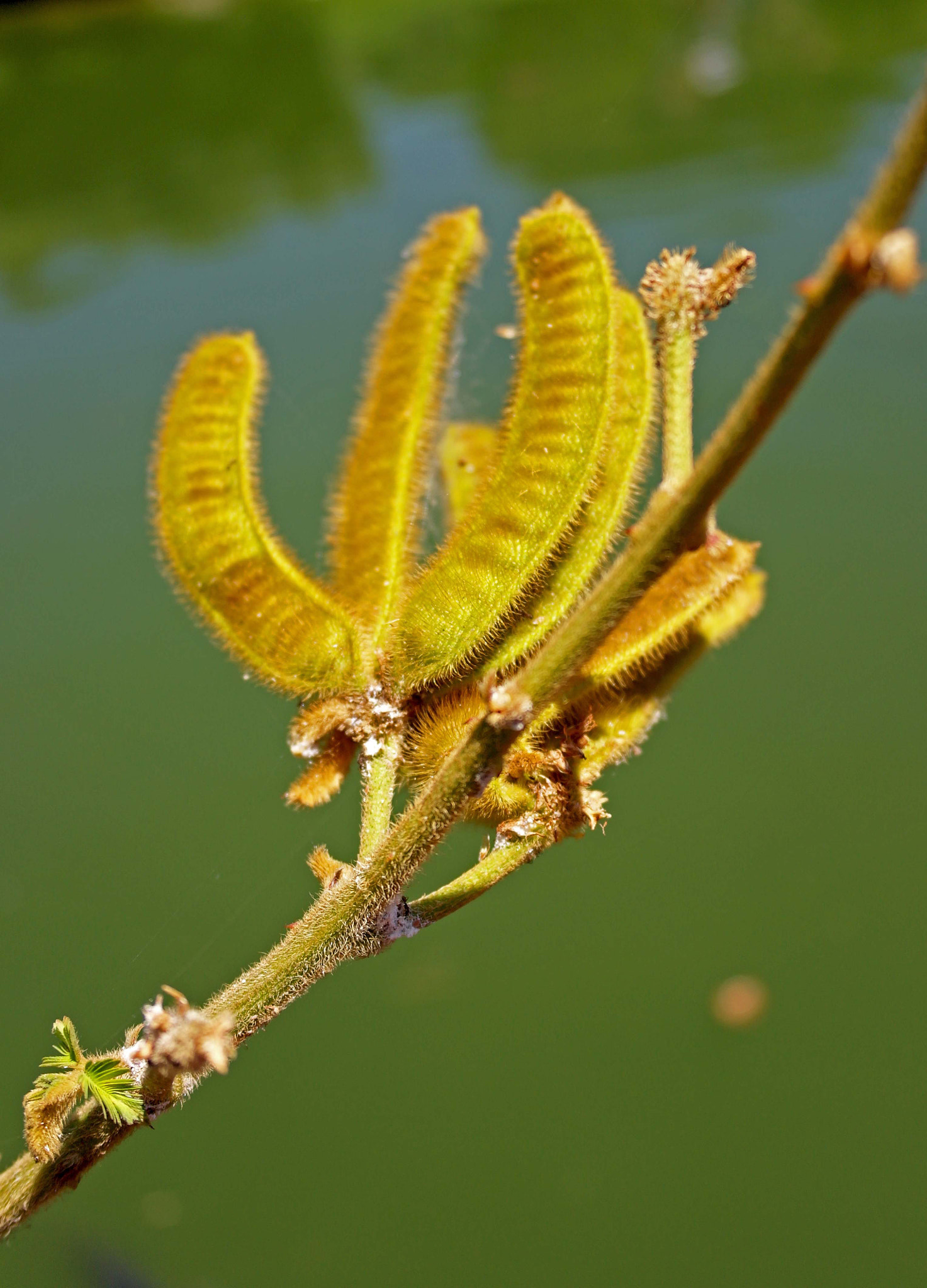 Samsung NX100 sample photo. Tonos ocres. photography