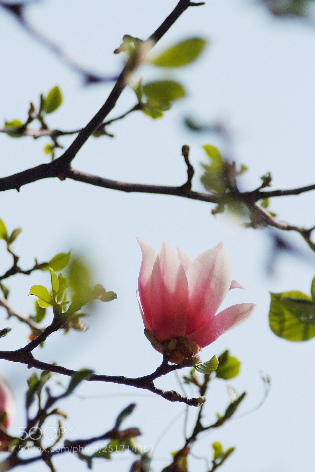 Fujifilm FinePix S5 Pro sample photo. Untitled photography