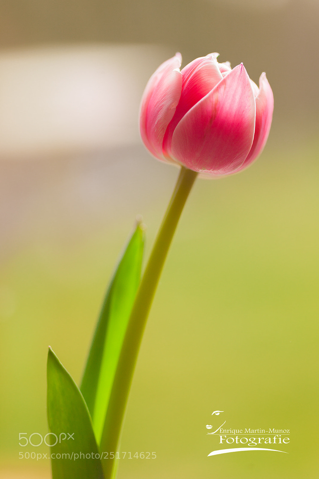 Canon EOS 5D Mark II sample photo. Tulpe photography