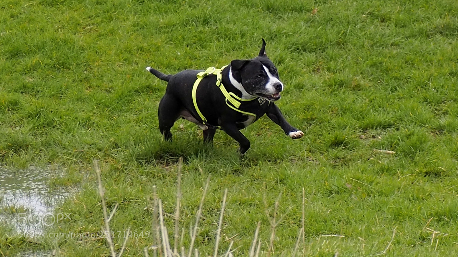 Olympus OM-D E-M10 III sample photo. Happy dog photography