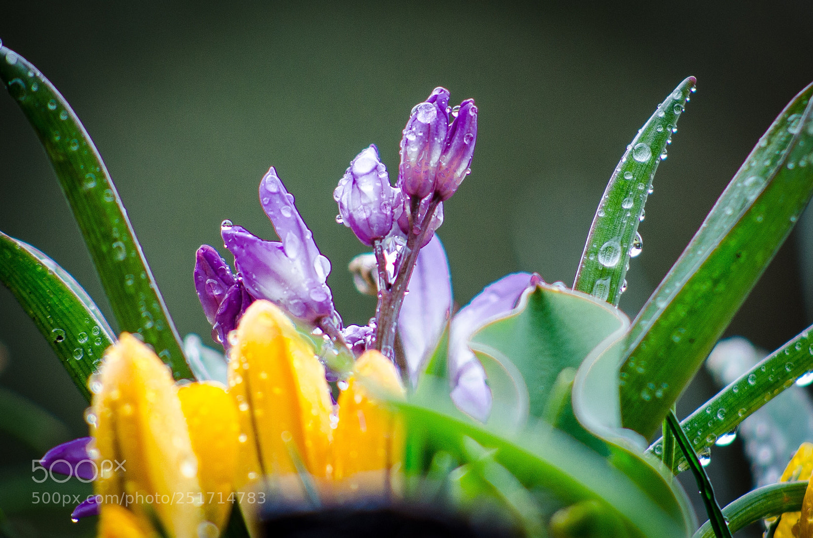 Nikon D7000 sample photo. Morning flowers photography