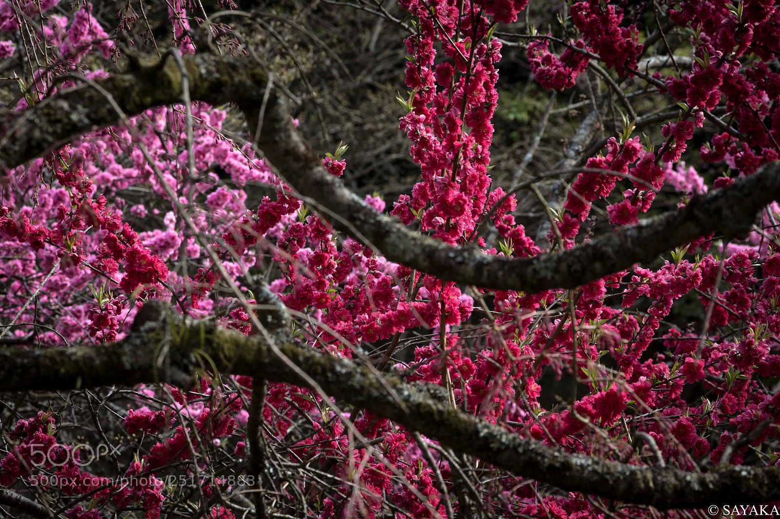 Canon EOS 700D (EOS Rebel T5i / EOS Kiss X7i) sample photo. Unexplored area photography