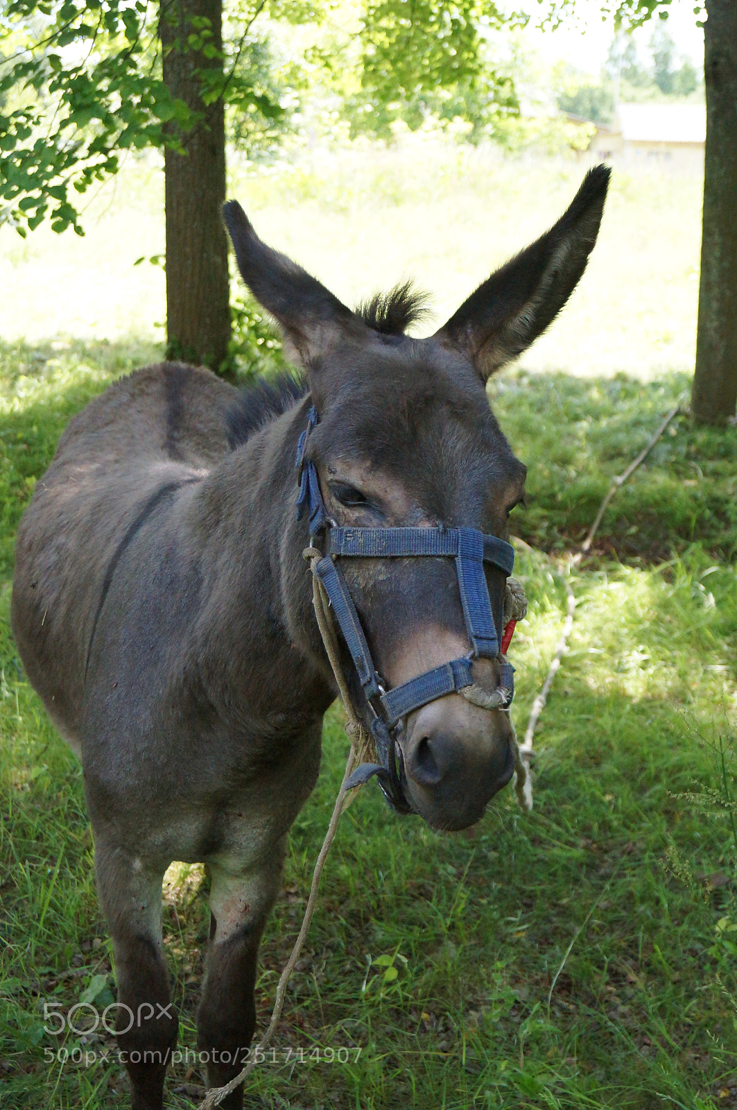 Sony SLT-A57 sample photo. Donkey photography