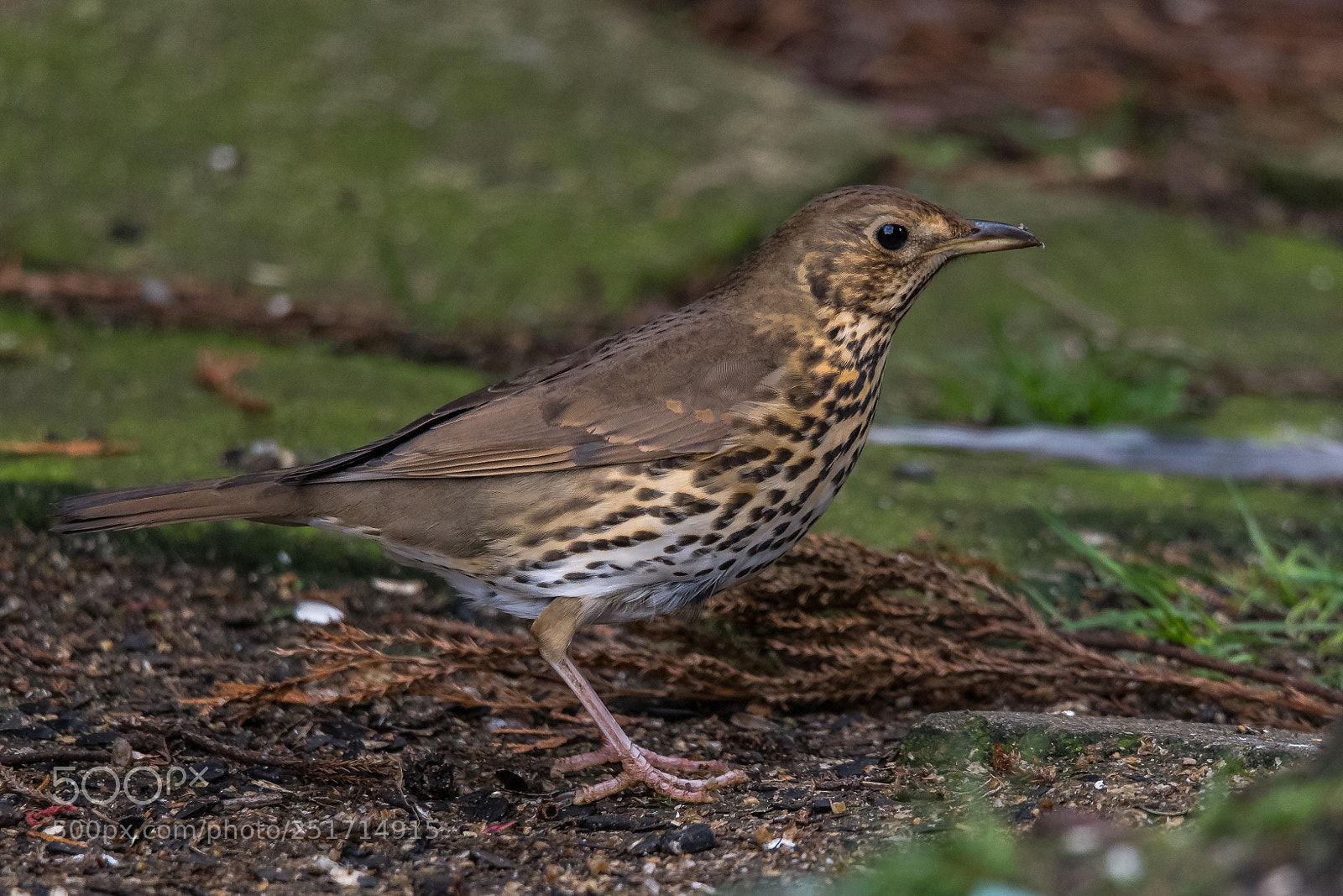 Nikon D850 sample photo. Thrush photography