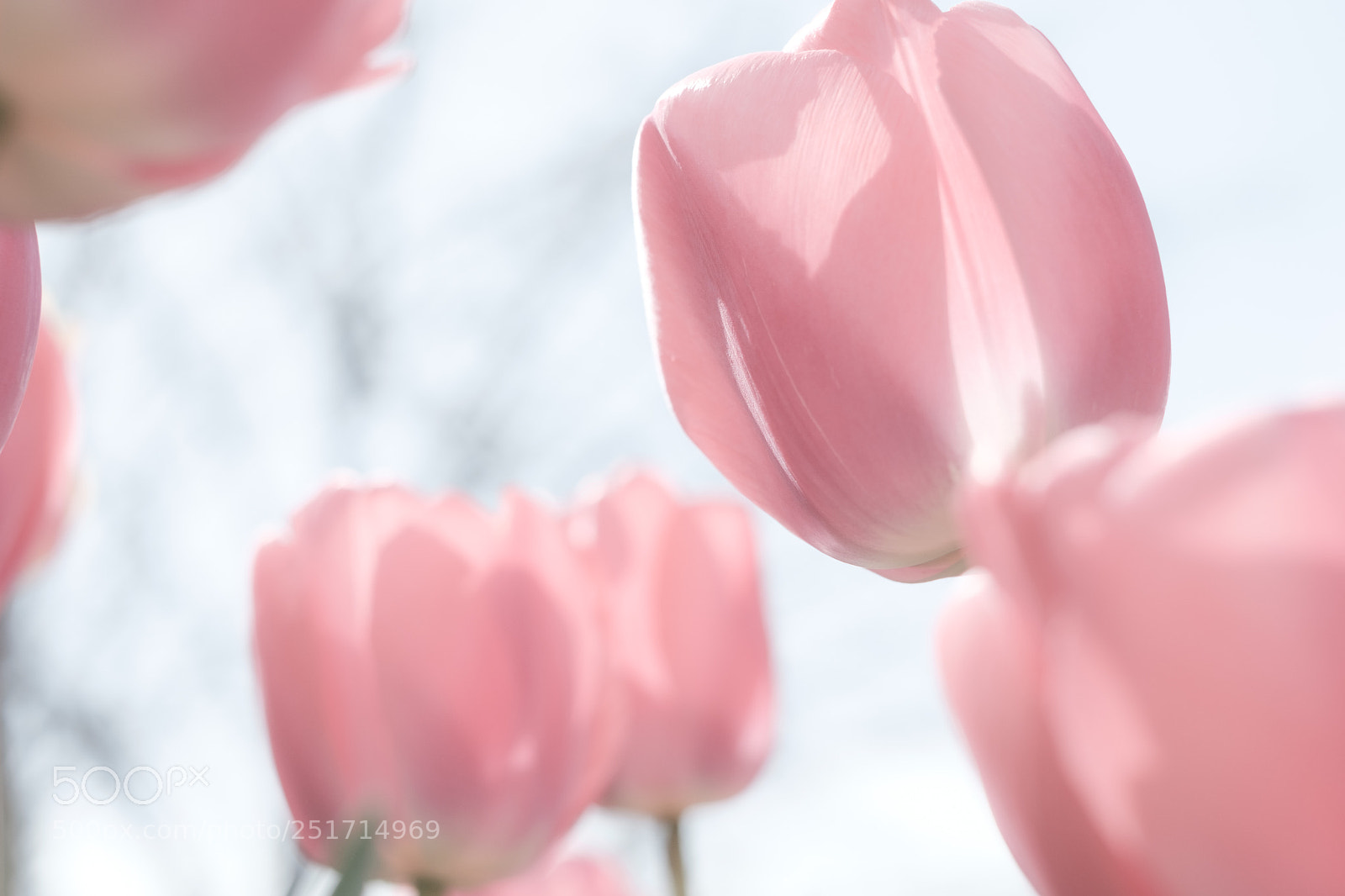 Fujifilm X-T1 sample photo. Tulip photography