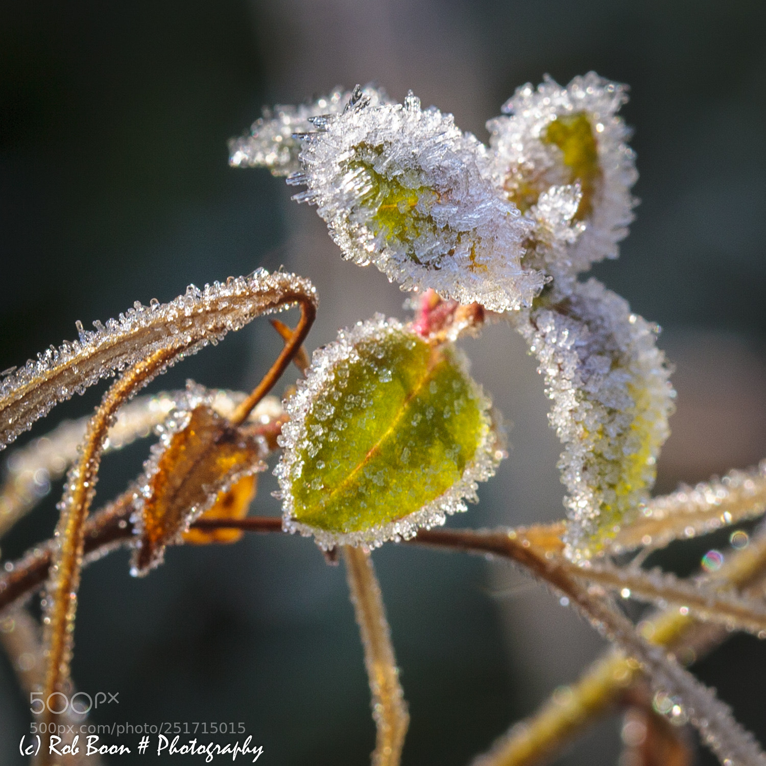 Canon EOS 5D Mark II sample photo. Frost photography