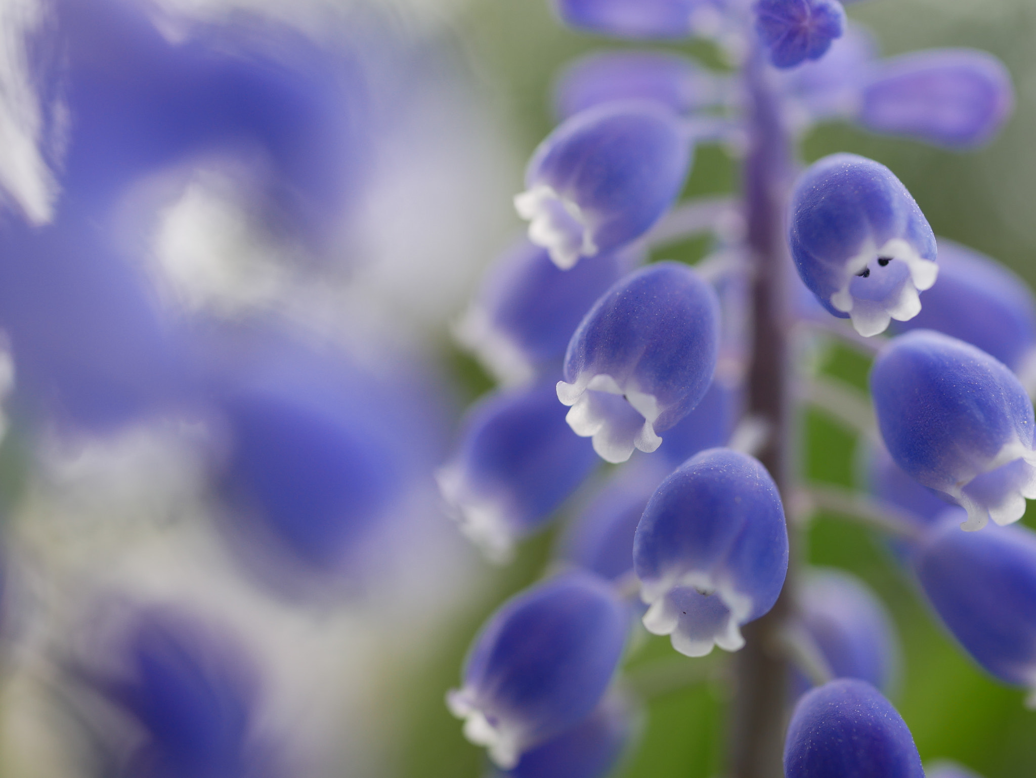 Panasonic Lumix DC-GX850 (Lumix DC-GX800 / Lumix DC-GF9) sample photo. Muscari photography