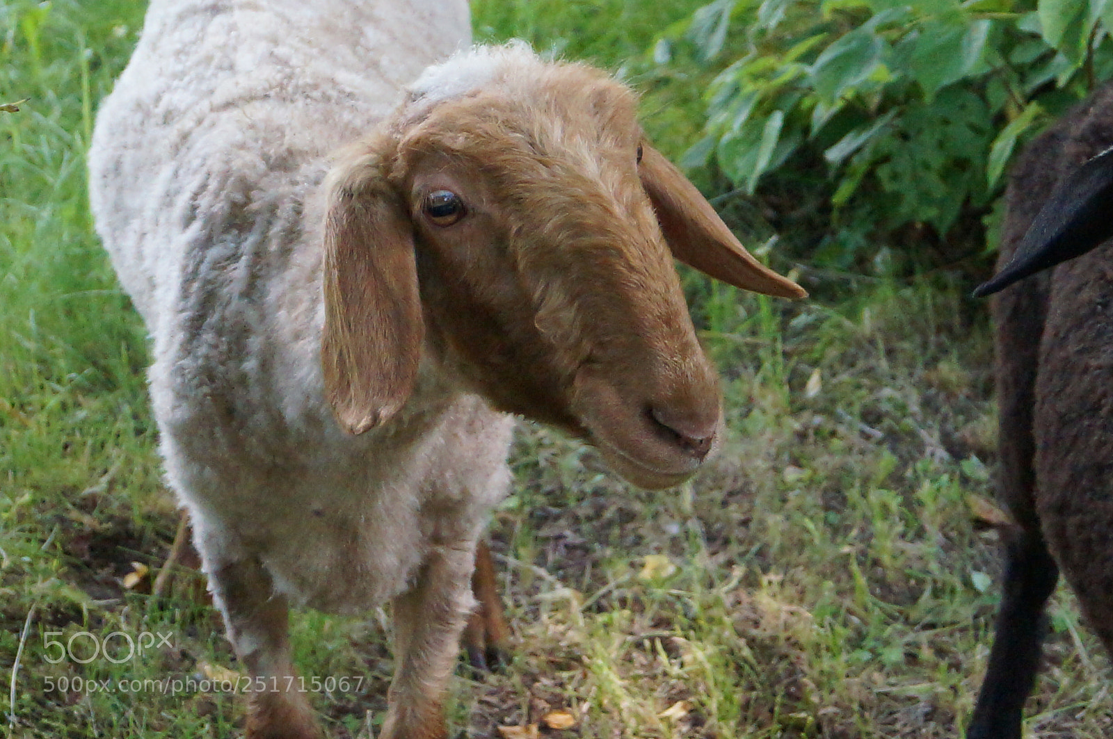 Sony SLT-A57 sample photo. Untitled photography