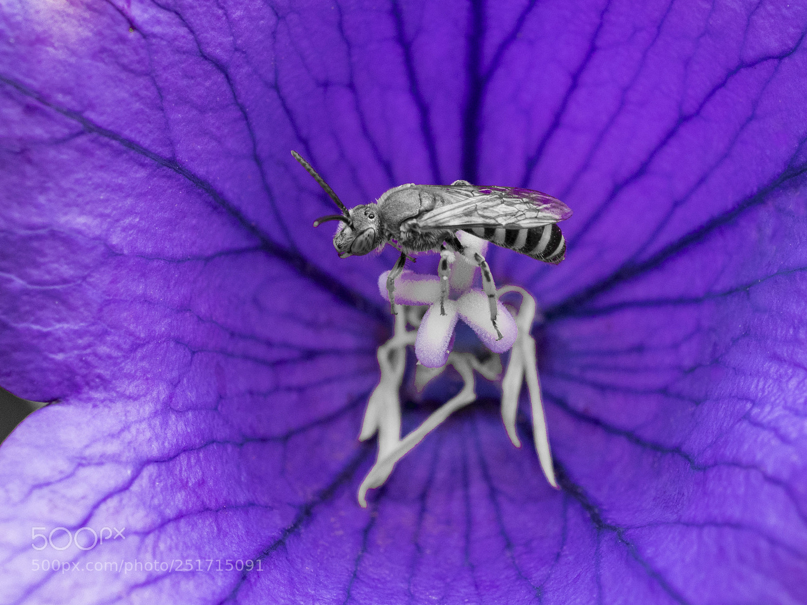 Olympus OM-D E-M1 sample photo. Beautiful flowers photography